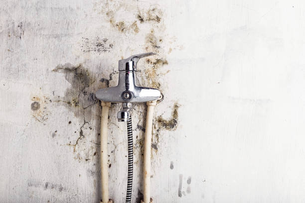 Best Commercial Mold Remediation in Cedar Rapids, IA