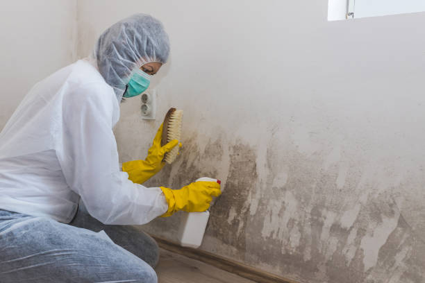 Trusted Cedar Rapids, IA Mold Remediation Experts