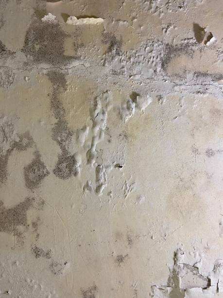 Best Preventive Mold Services in Cedar Rapids, IA