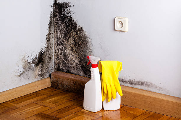 Best Black Mold Remediation in Cedar Rapids, IA